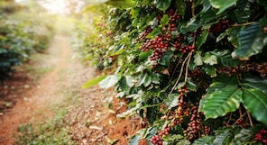 Bean to Brew: Discovering the top coffee plantations to visit in Kerala