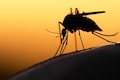 World Malaria Day:  A preventable disease, but here's why the elimination remains a challenge