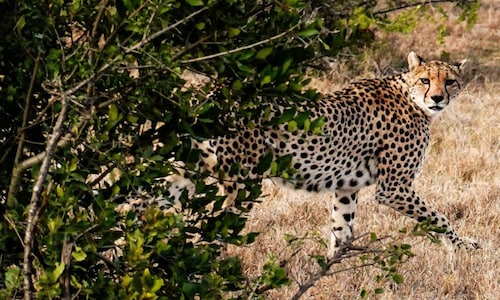 Second cheetah dies at Kuno National Park, forest officials seek their relocation